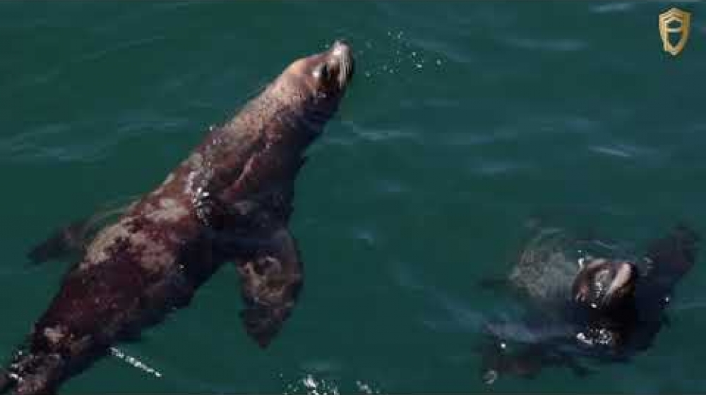 Embedded thumbnail for California Cinematic Travel